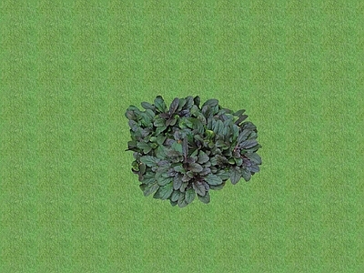 2D花草 花坛花草