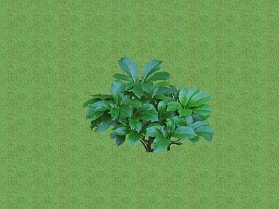 2D花草 花坛花草