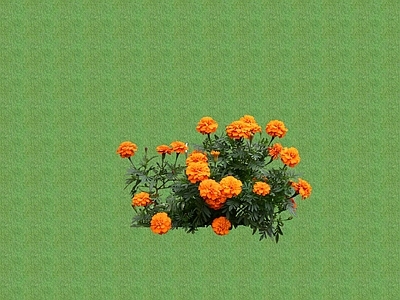 2D花草 花坛花草