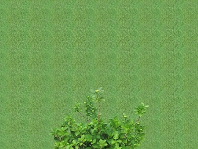 2D花草 花坛花草