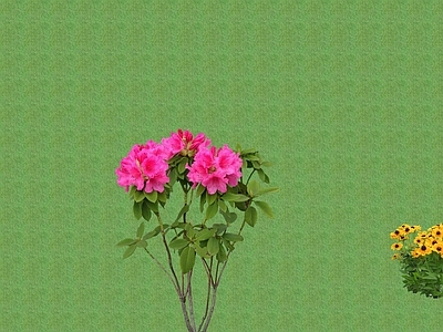 2D花草 花坛花草