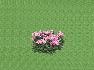 2D花草 花坛花草