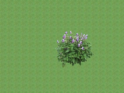 2D花草 花坛花草