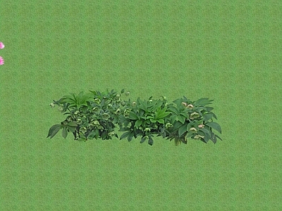 2D花草 花坛花草