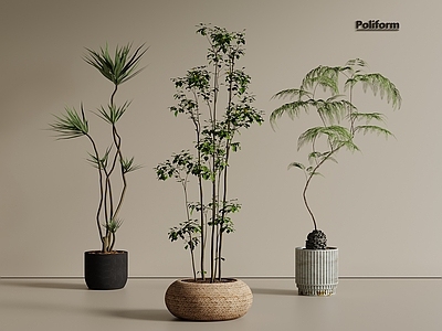 盆栽 罗汉松 吊钟