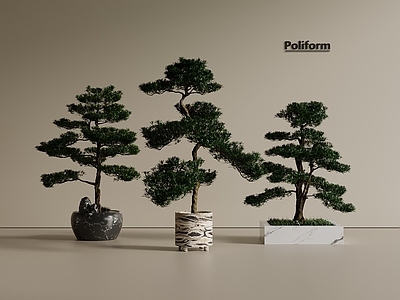 盆栽 松树 迎客松 罗汉松