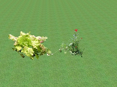 花草 花架花草