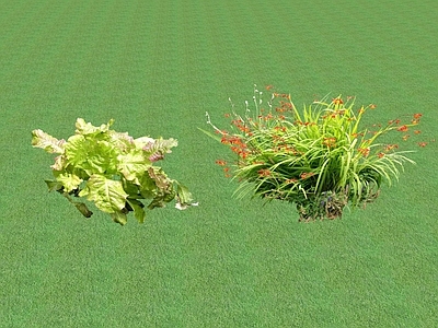 花草 花坛花草
