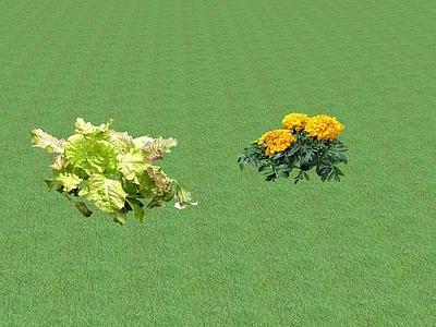花草 盆栽花草