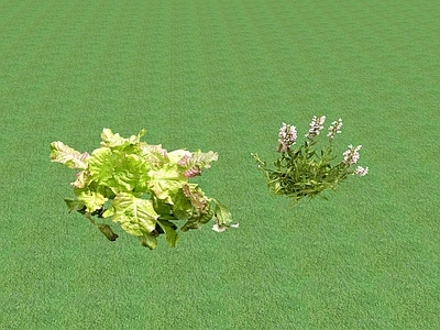 花草 草坪 花盆花钵