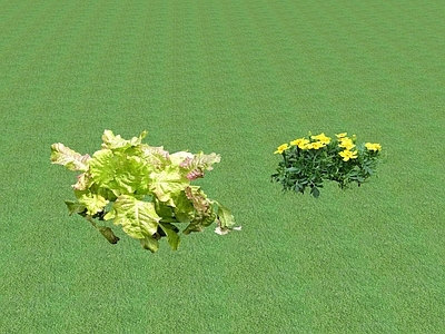 花草 花坛花草