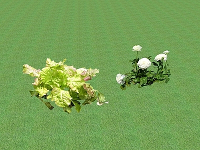 花草 花坛花草
