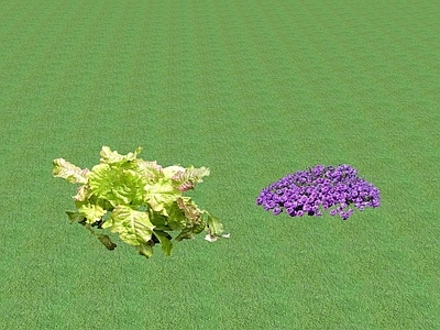 花草 花坛花草