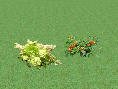 花草 花坛花草