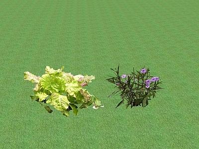 花草 花坛花草