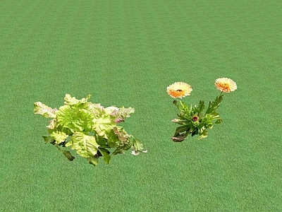 花草 花坛花草