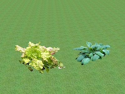 花草 花坛花草