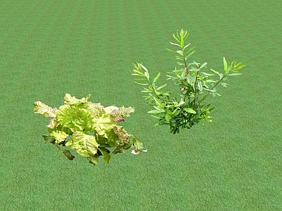 花草 花坛花草