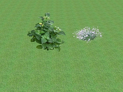 花草 花坛花草