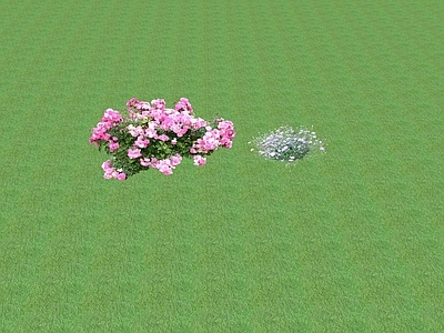 花草 花坛花草