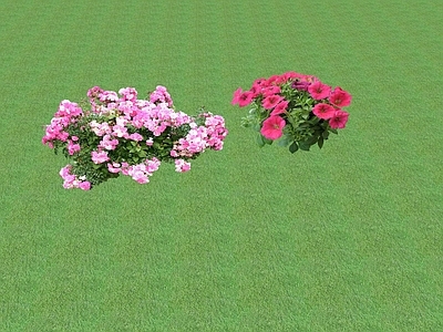 花草 花坛花草