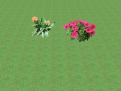 花草 花坛花草