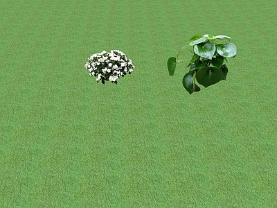 花草 花坛花草