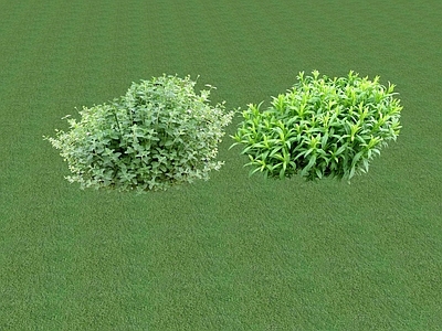2D花草 花坛花草