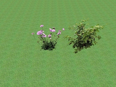 花草 花坛花草