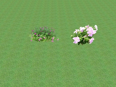 花草 花坛花草