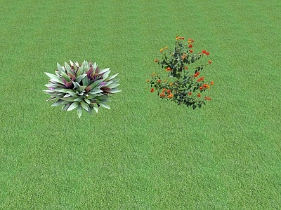 花草 花坛花草