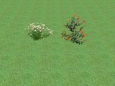 花草 花坛花草