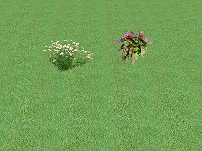 花草 花坛花草