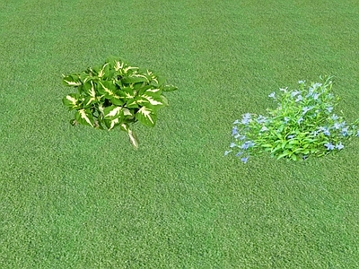 花草 花坛花草