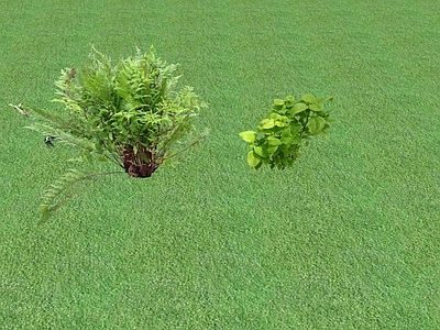 花草 花坛花草
