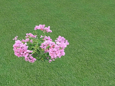 花草 草坪