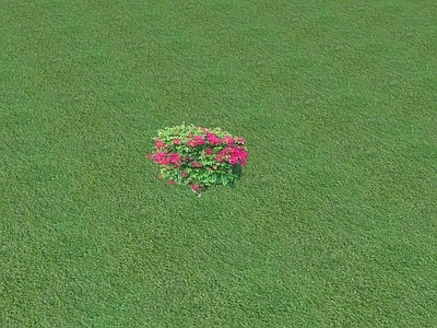 花草 花坛花草