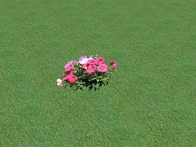 花草 花坛花草