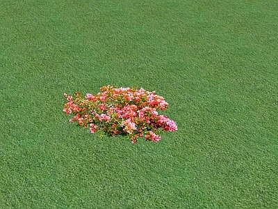 花草 花坛花草