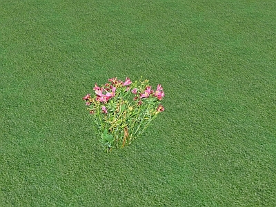 花草 花坛花草