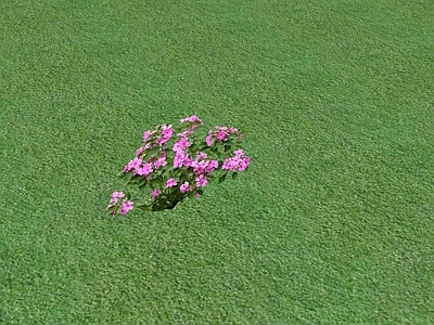 花草 花坛花草