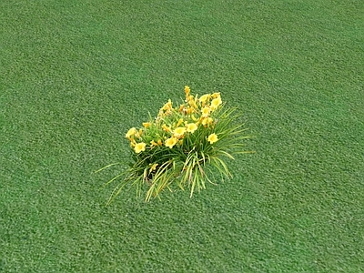 花草 花坛花草