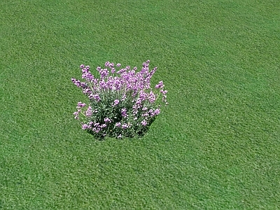 花草 花坛花草