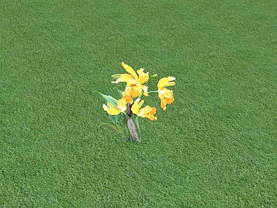 花草 花坛花草