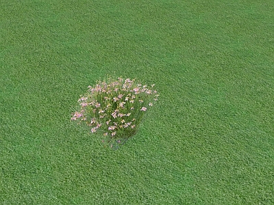 花草 花坛花草