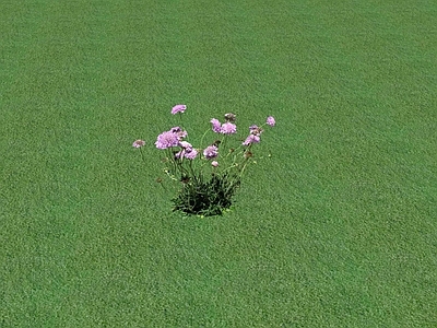 花草 花坛花草