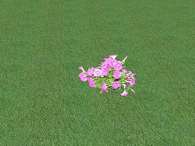 花草 花坛花草