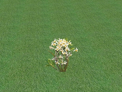 花草 花坛花草