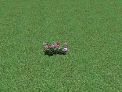 花草 花坛花草