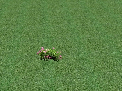 花草 花坛花草